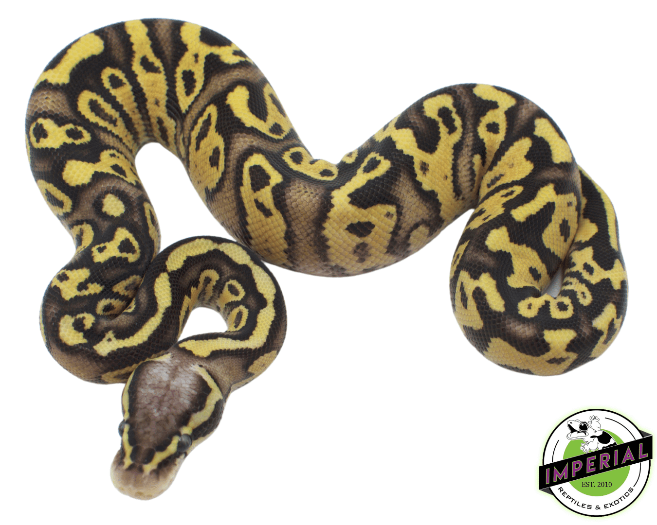 FireFly Ball Python Baby