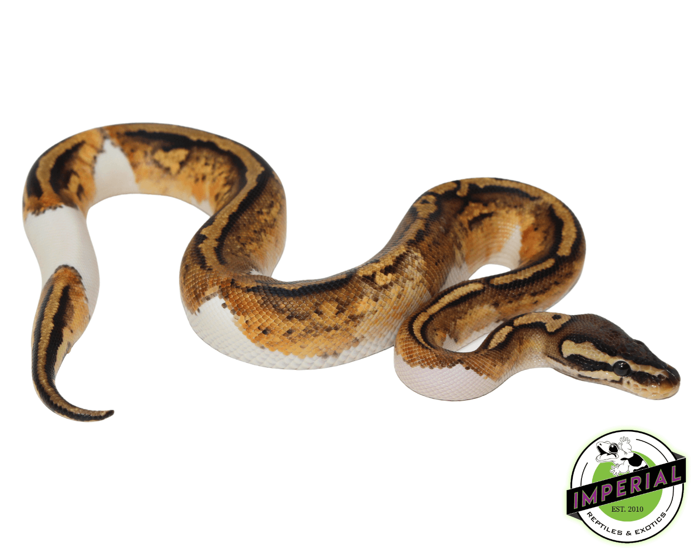 Firefly Yellowbelly Pied Ball Python