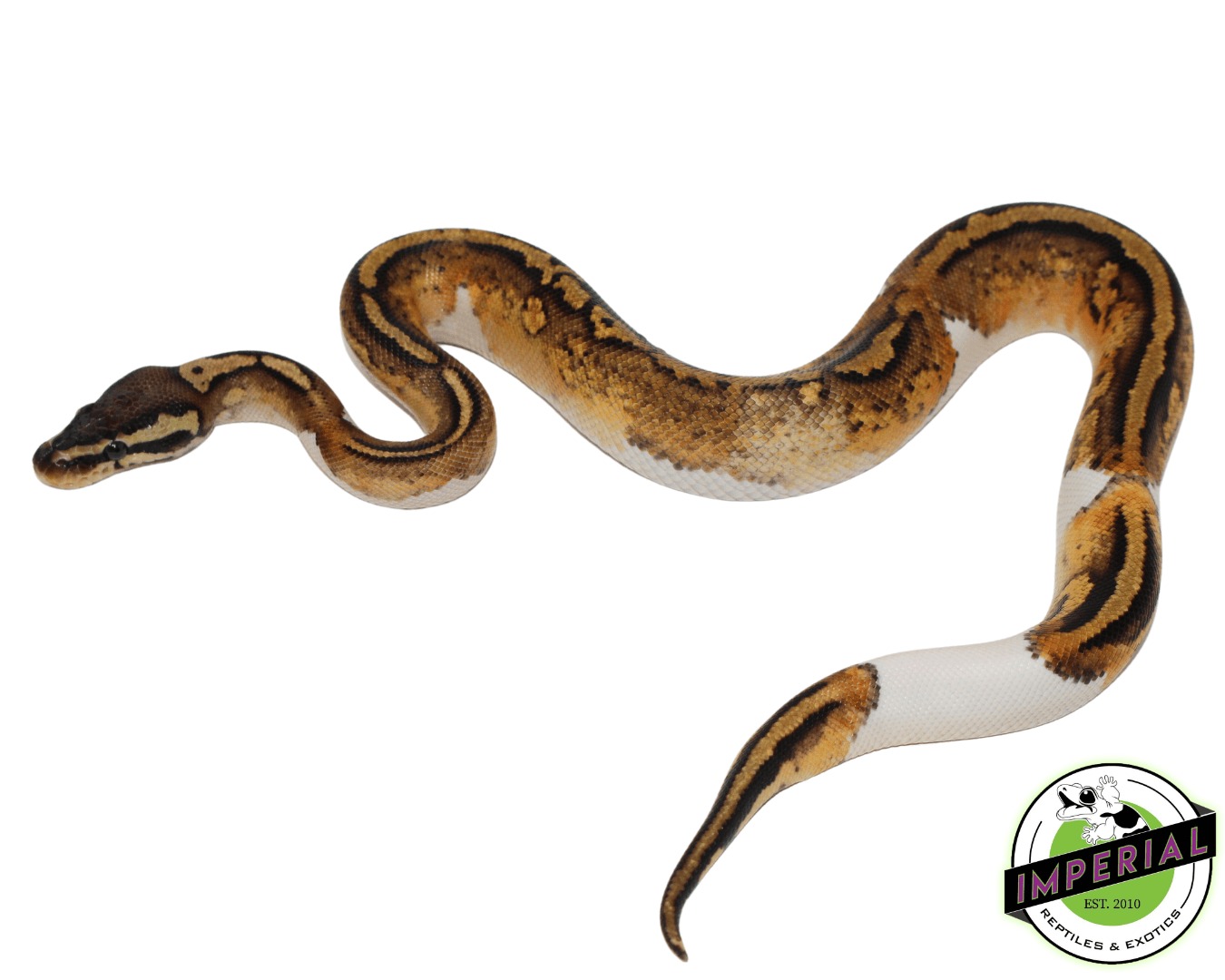 Firefly Yellowbelly Pied Ball Python — image 2