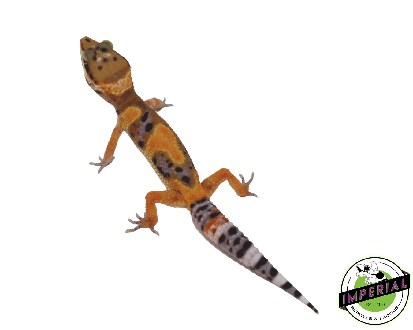 Firefox Clown Leopard Gecko — image 2