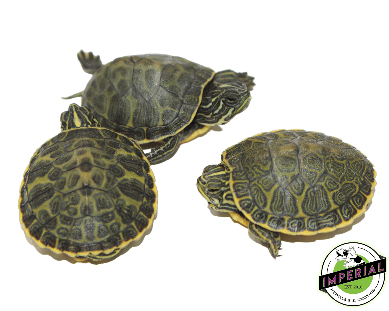 FL Red Belly Cooter Turtle Baby — image 2