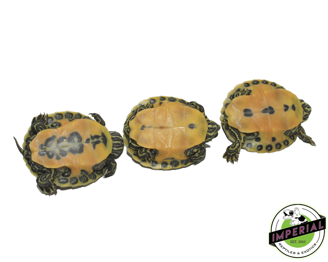 FL Red Belly Cooter Turtle Baby — image 3