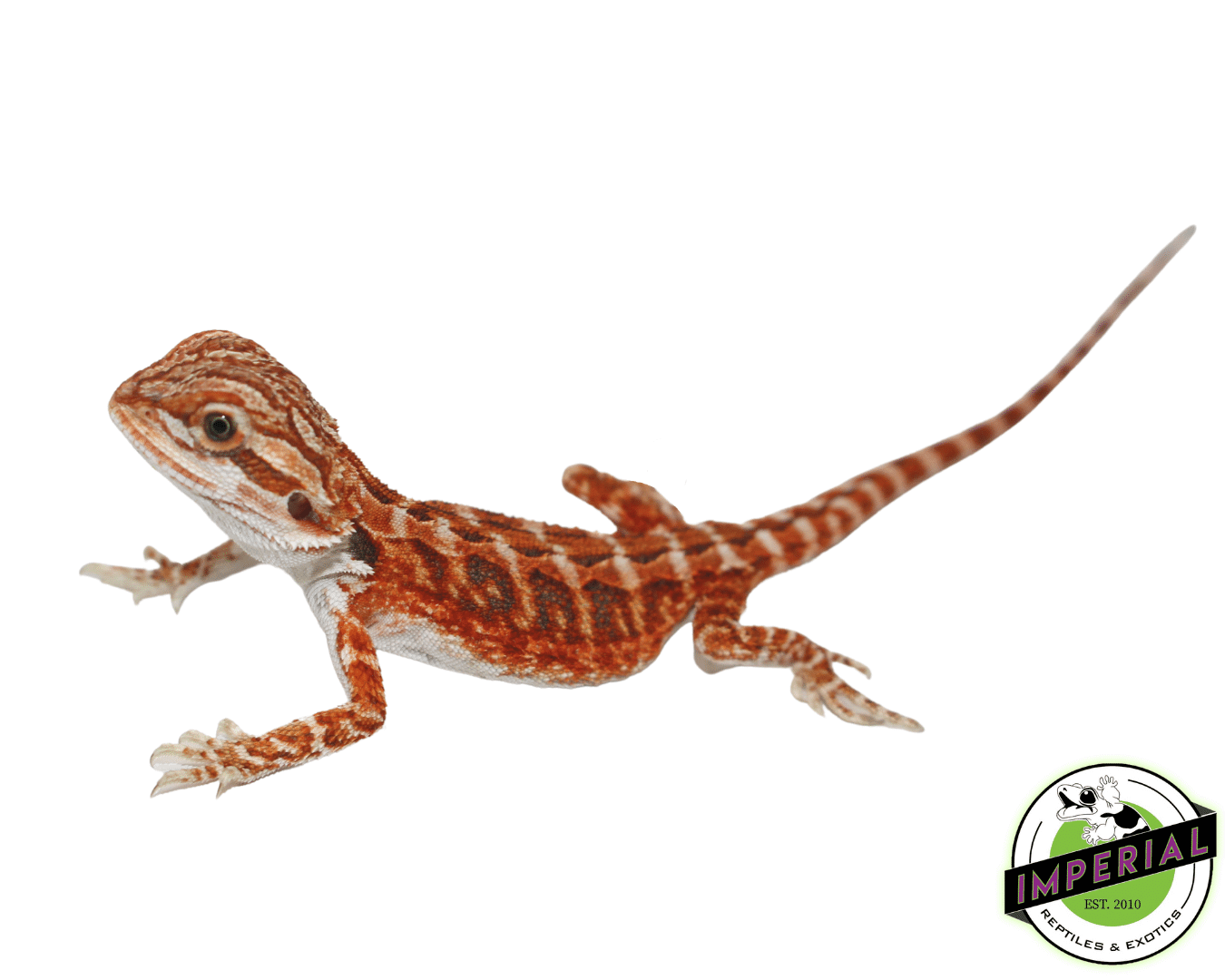 Flame Bearded Dragon — image 3