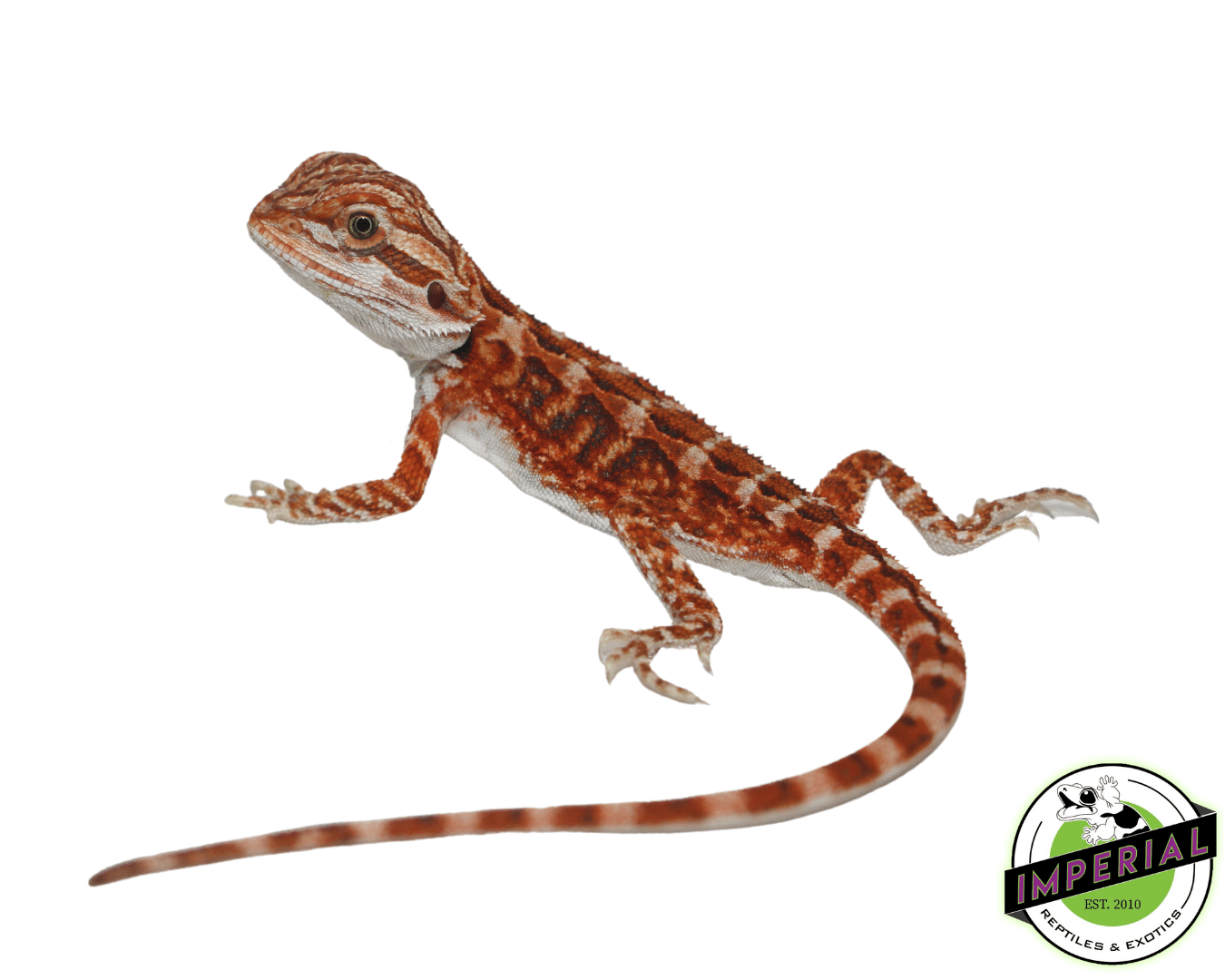 Flame Bearded Dragon