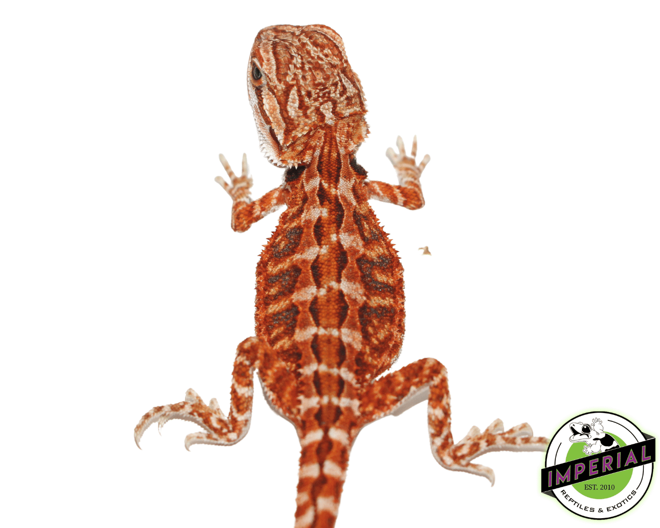 Flame Bearded Dragon — image 2