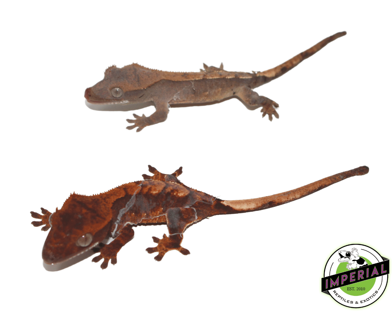 Flame Crested Gecko Baby