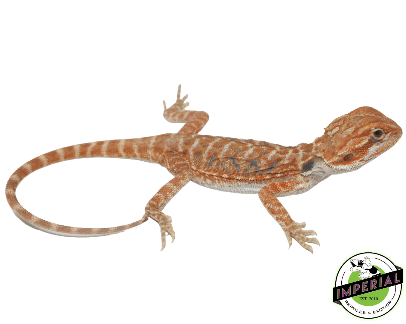 Flame Hypo Bearded Dragon Baby