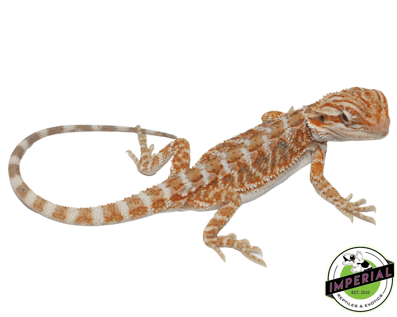 Flame Hypo Bearded Dragon Baby — image 2
