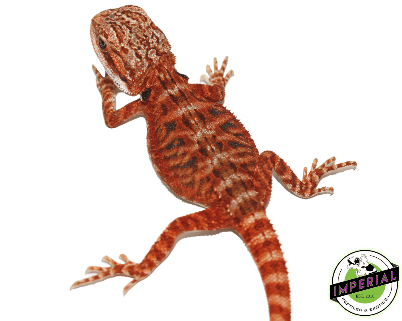 Flame Leatherback Bearded Dragon — image 3