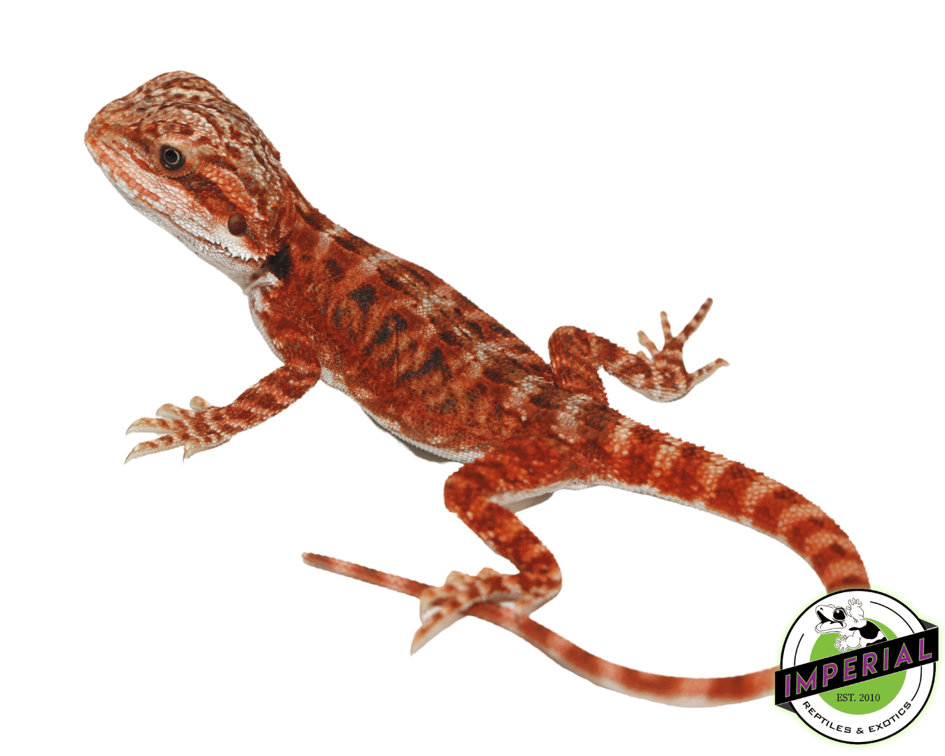 Flame Leatherback Bearded Dragon