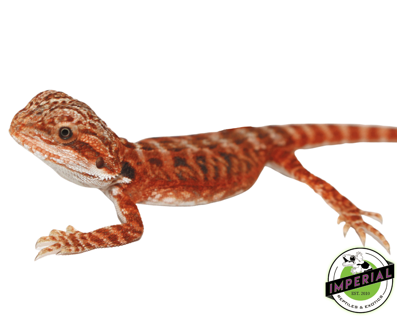 Flame Leatherback Bearded Dragon — image 2