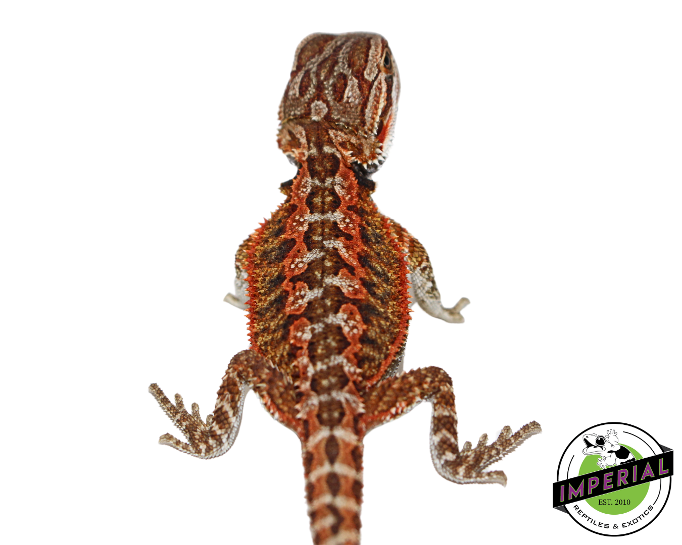 "Flame" Red Bearded Dragon Baby (#7824-06) — image 2