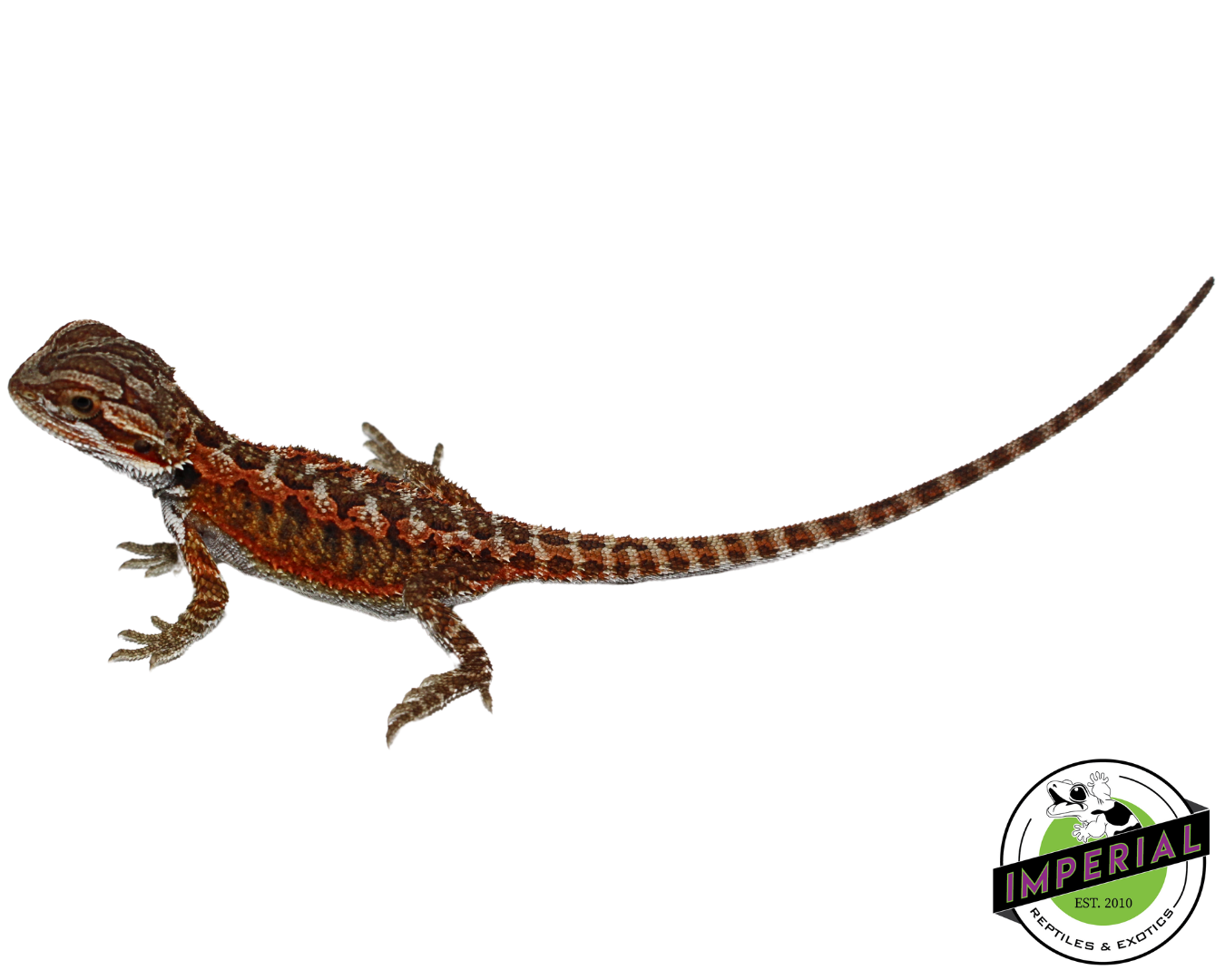 "Flame" Red Bearded Dragon Baby (#7824-06) — image 3