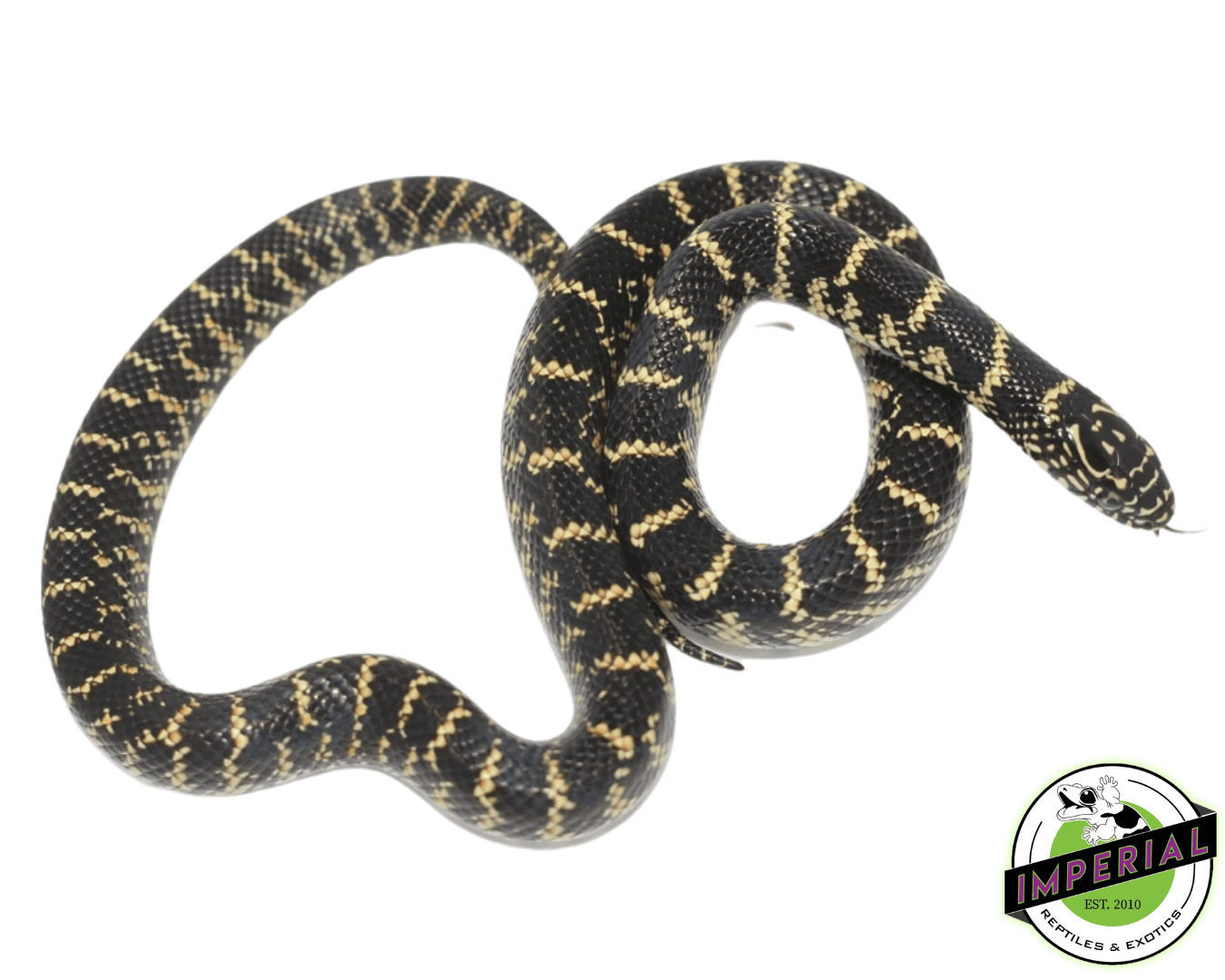 Florida Kingsnake Baby