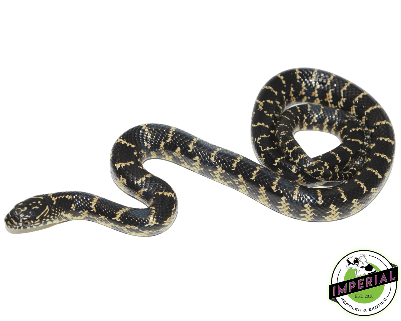 Florida Kingsnake Baby — image 2