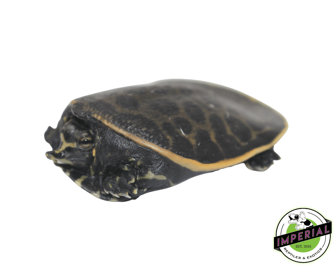 Florida Softshell Turtle Baby — image 2