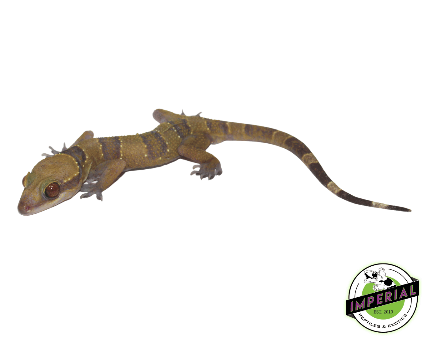 Forest Banded Gecko