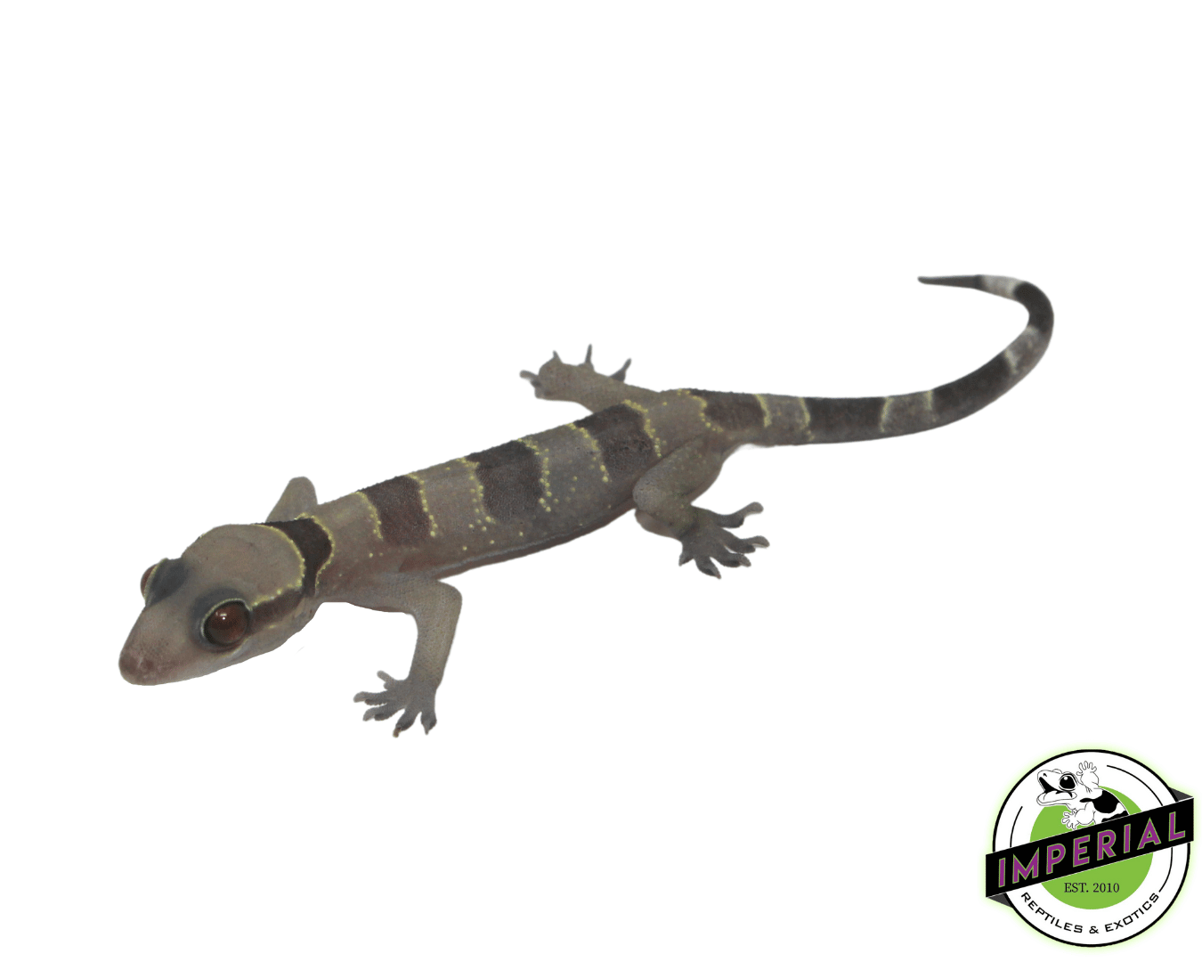 Forest Banded Gecko — image 2