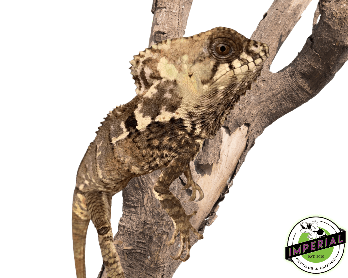 Forest Chameleon