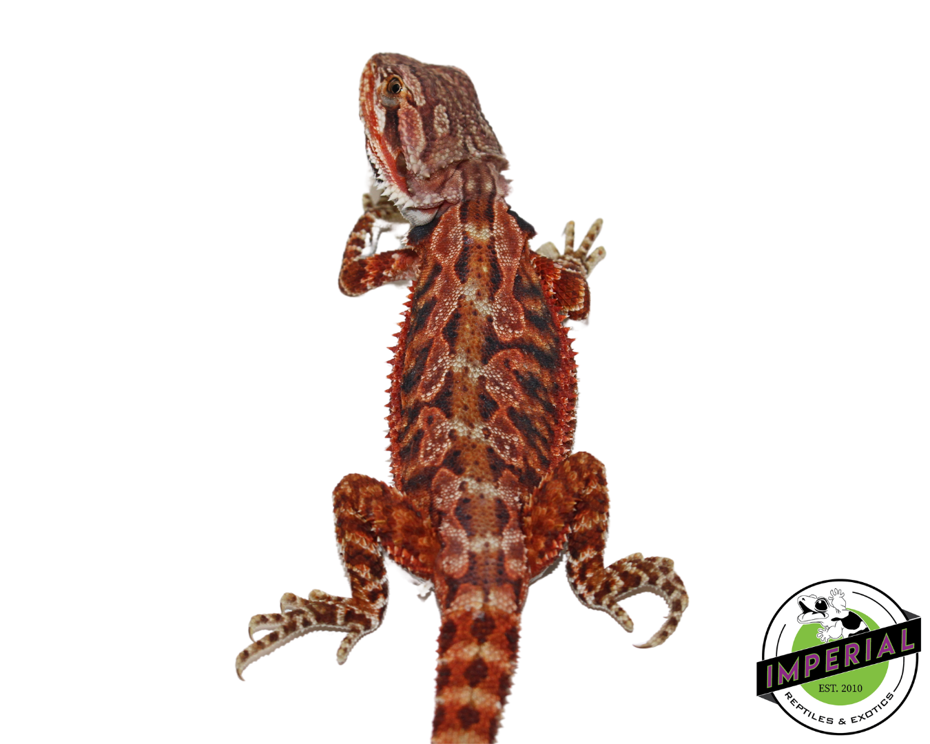 "Fox" Red Bearded Dragon Female (#111224-07) — image 2