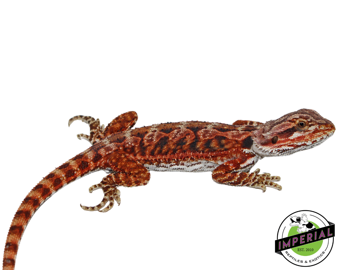 "Fox" Red Bearded Dragon Female (#111224-07) — image 3