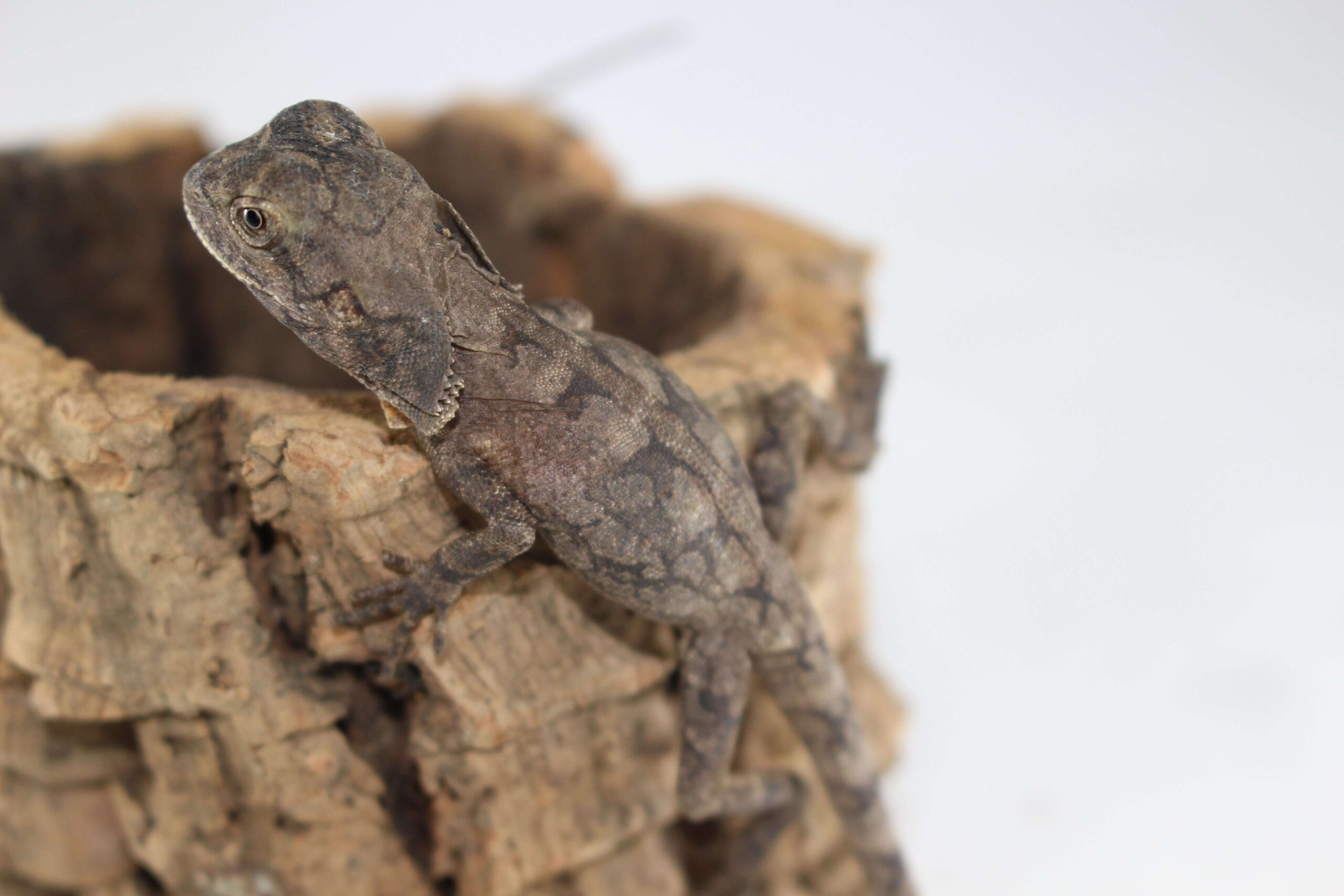 Frilled Dragon Baby — image 2