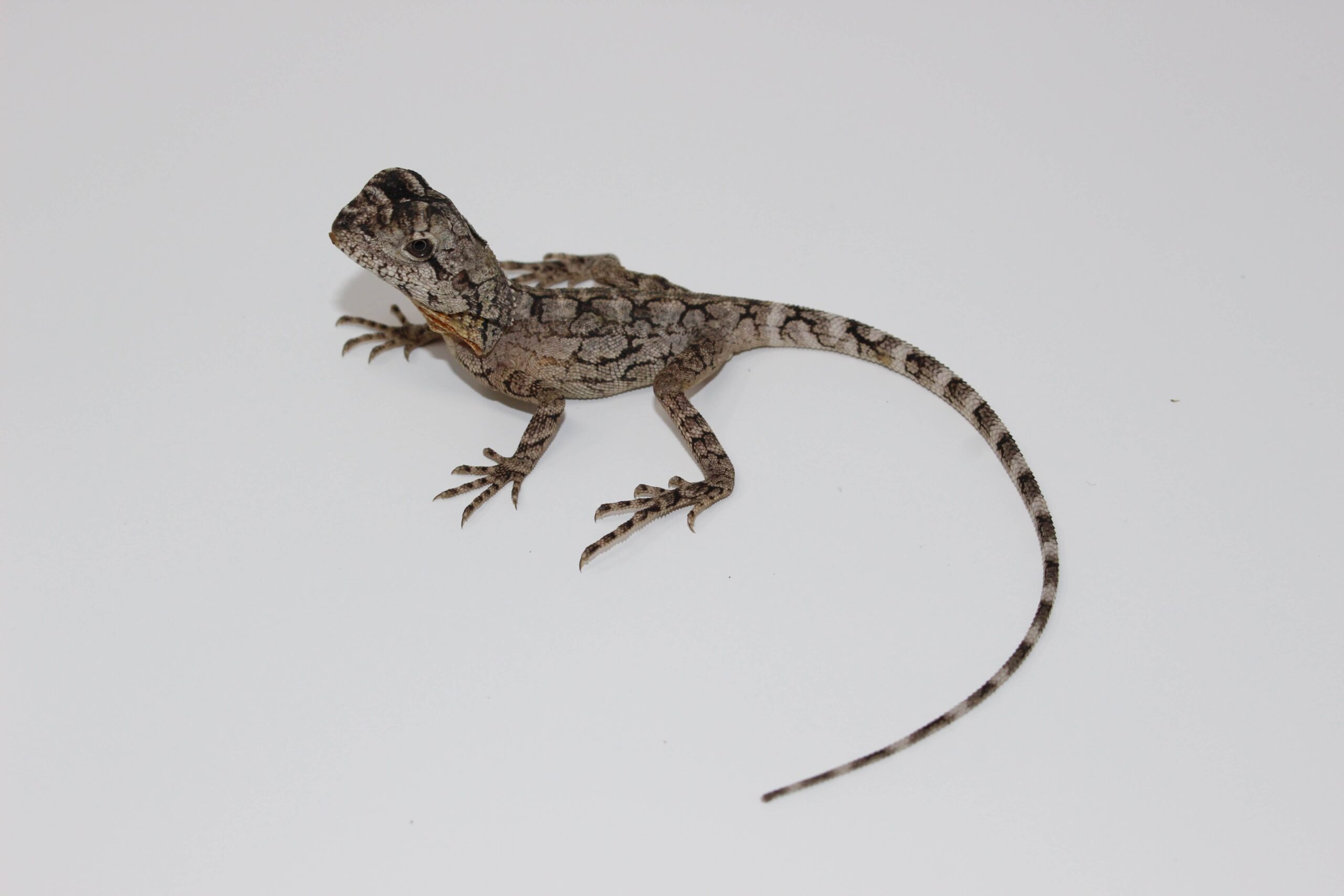 Frilled Dragon Baby — image 3