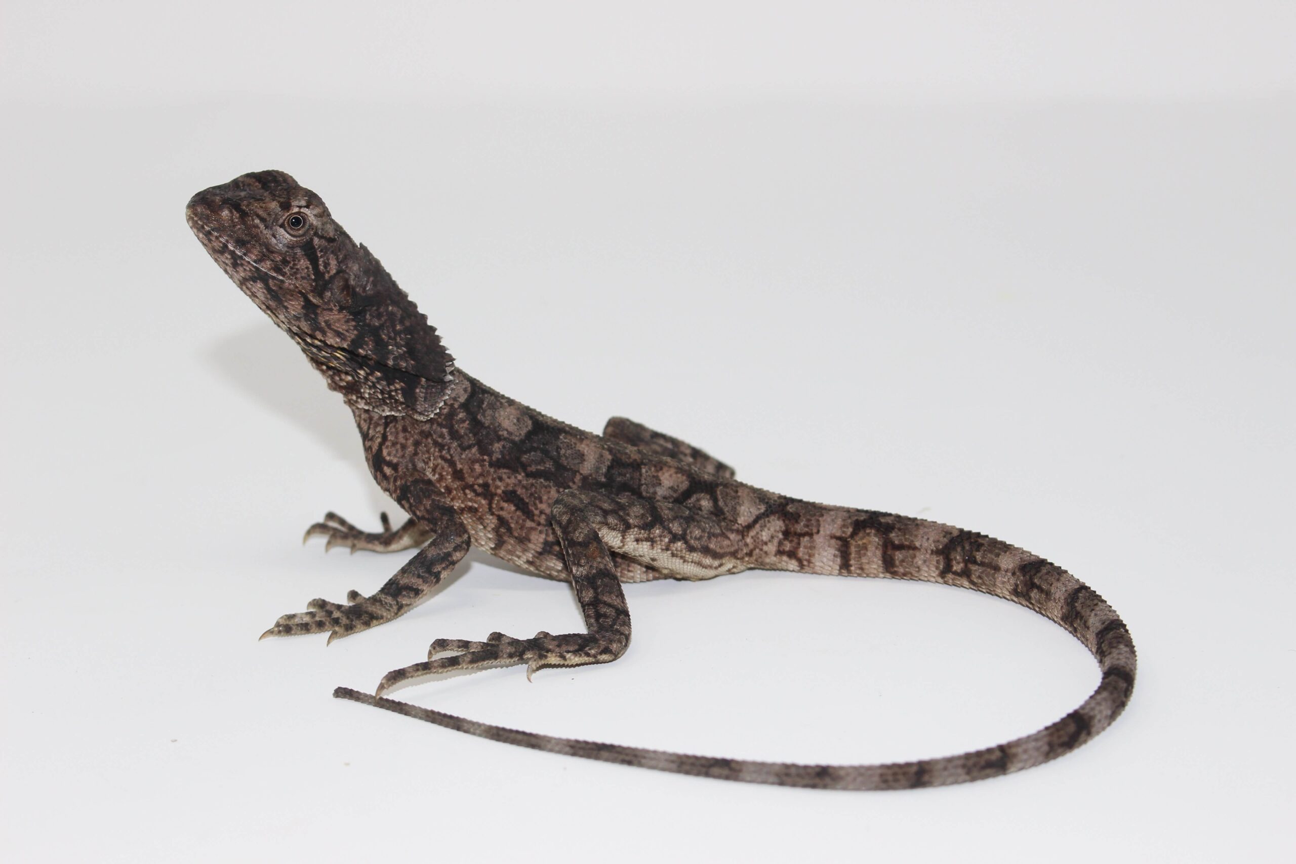 Frilled Dragon — image 2
