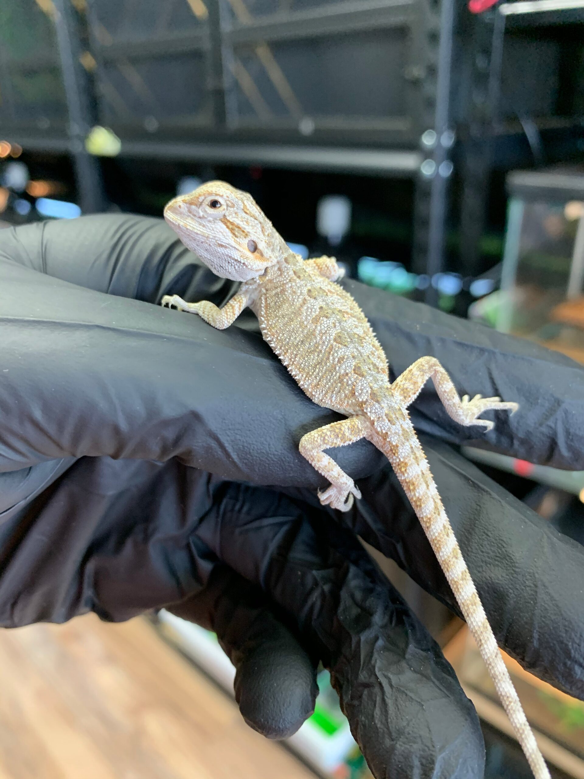 Frosted Hypo Bearded Dragon Baby — image 3