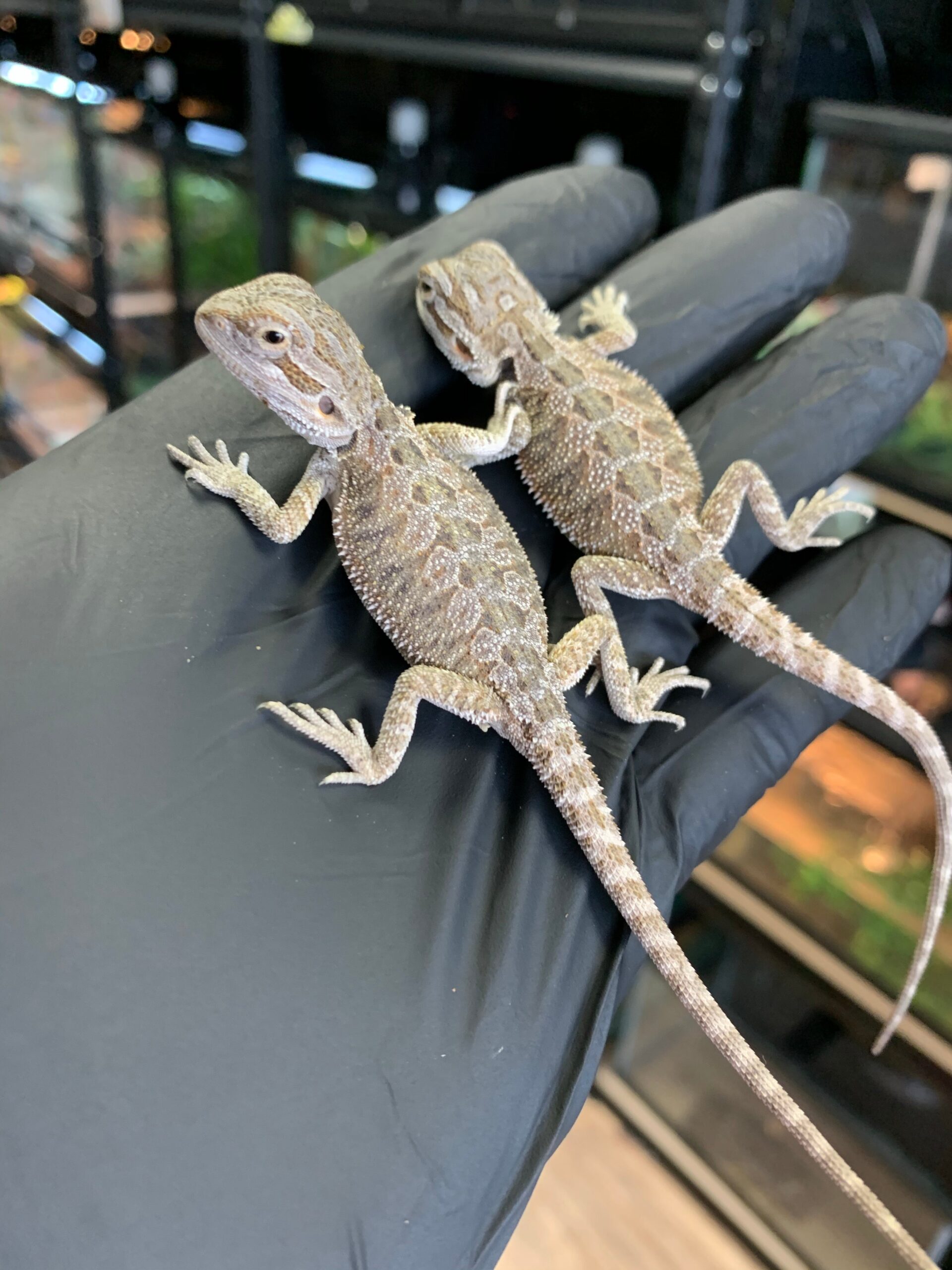 Frosted Hypo Bearded Dragon Baby — image 2