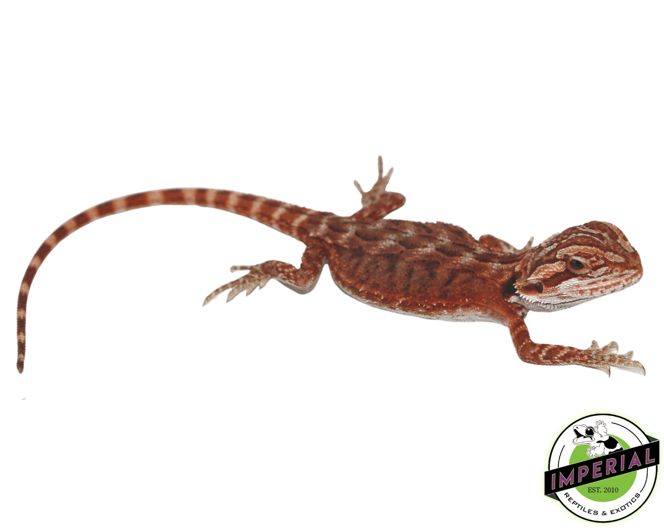 Fuego Red Bearded Dragon
