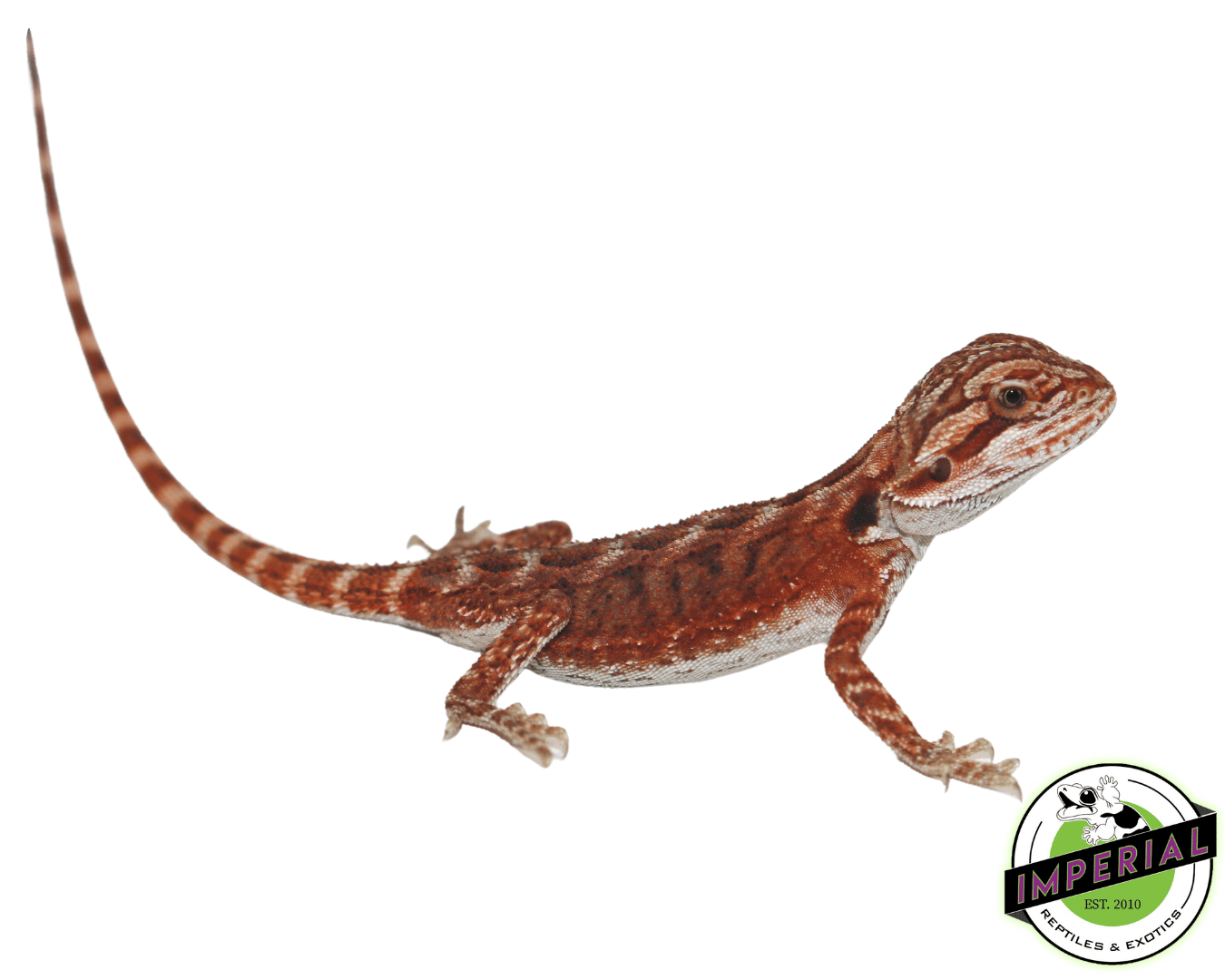 Fuego Red Bearded Dragon — image 3
