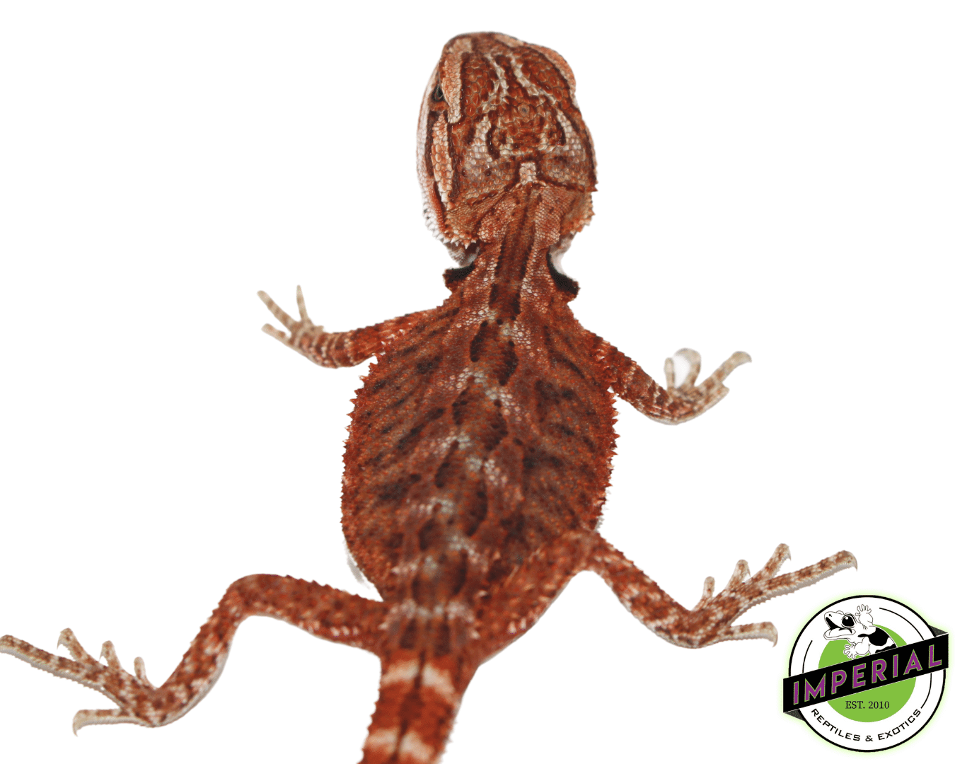 Fuego Red Bearded Dragon — image 2