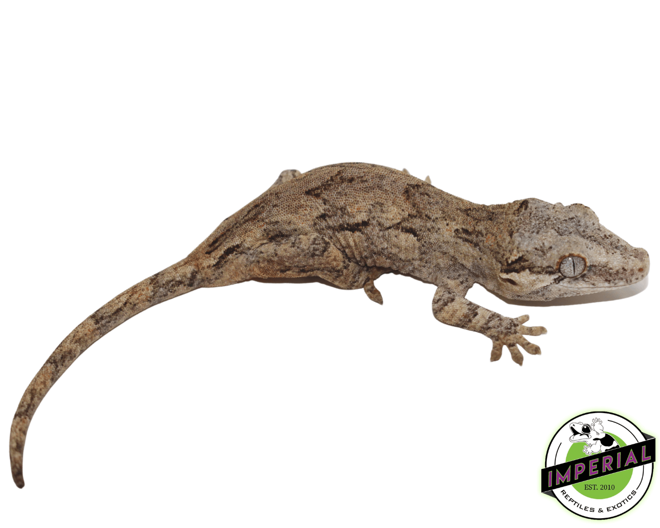 Gargoyle Gecko Baby