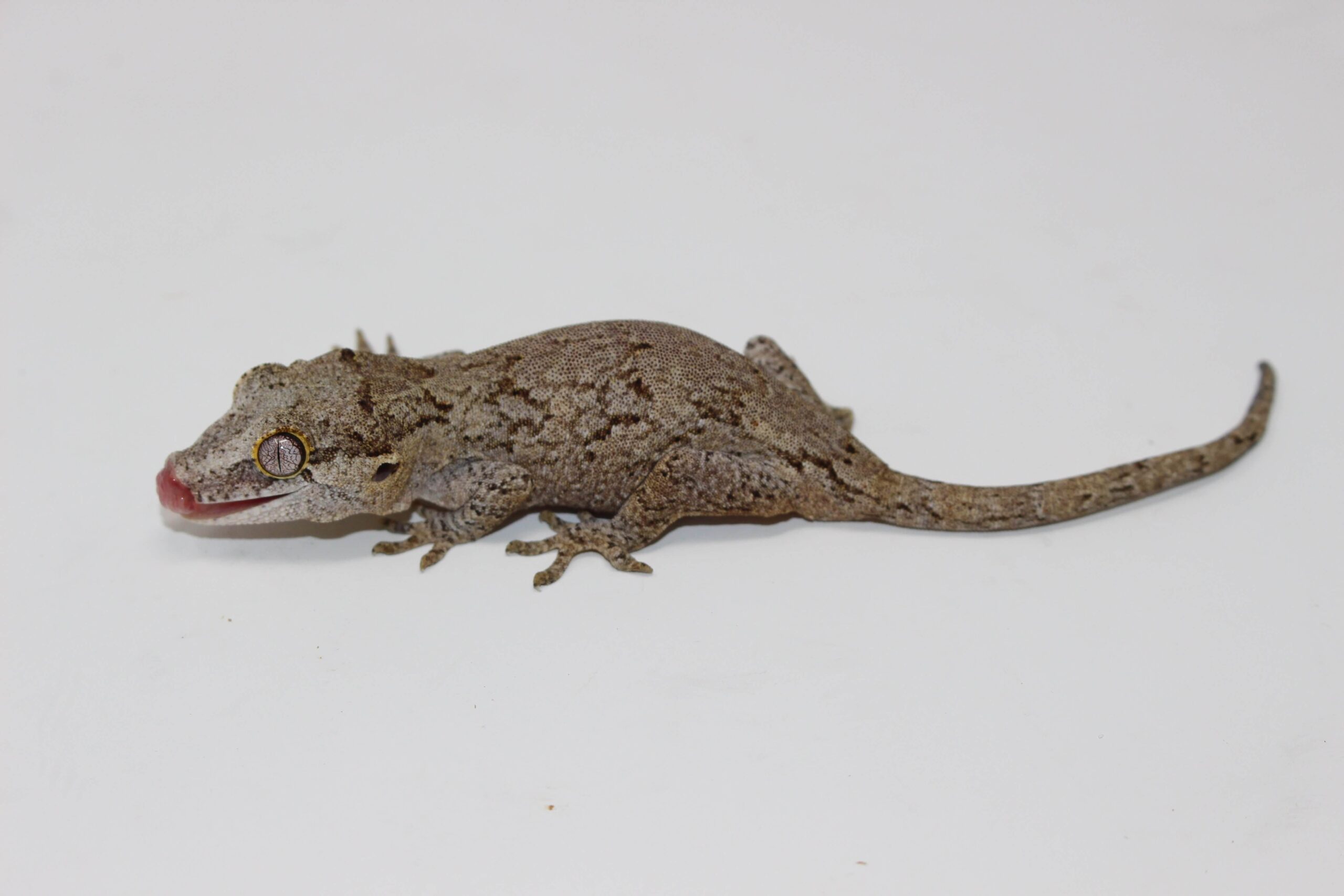 Gargoyle Gecko Baby — image 2
