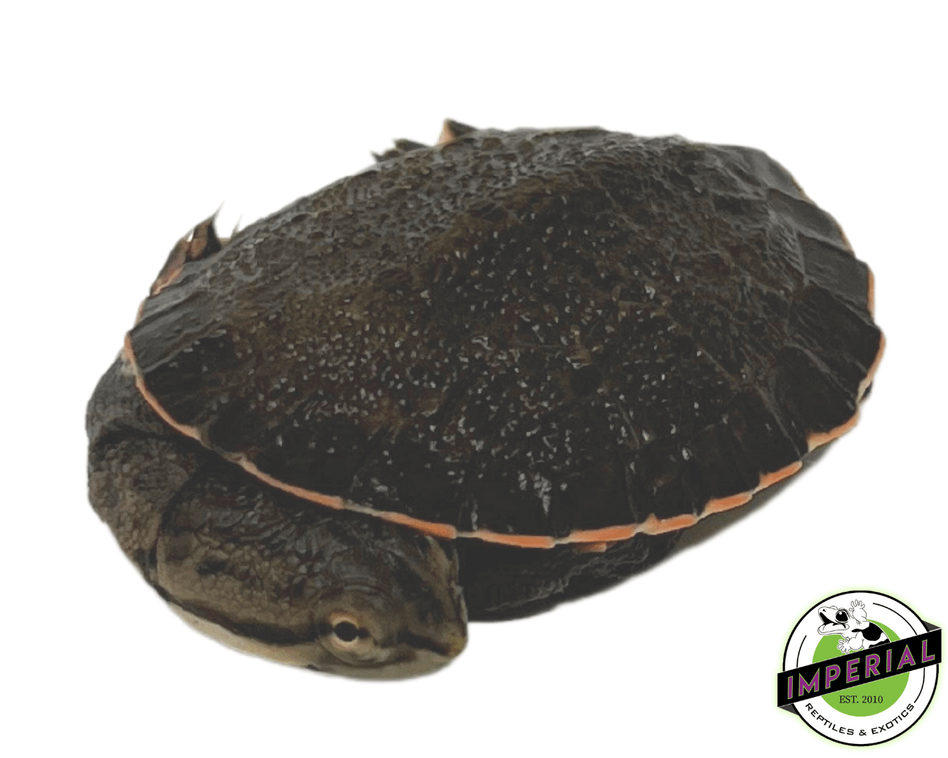 Geoffroy's Sideneck Turtle — image 3