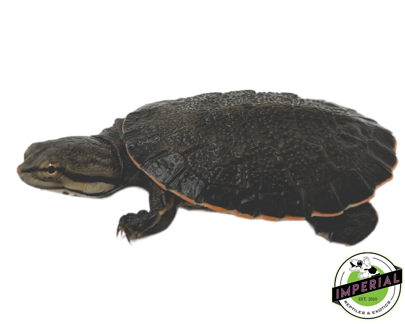 Geoffroy's Sideneck Turtle