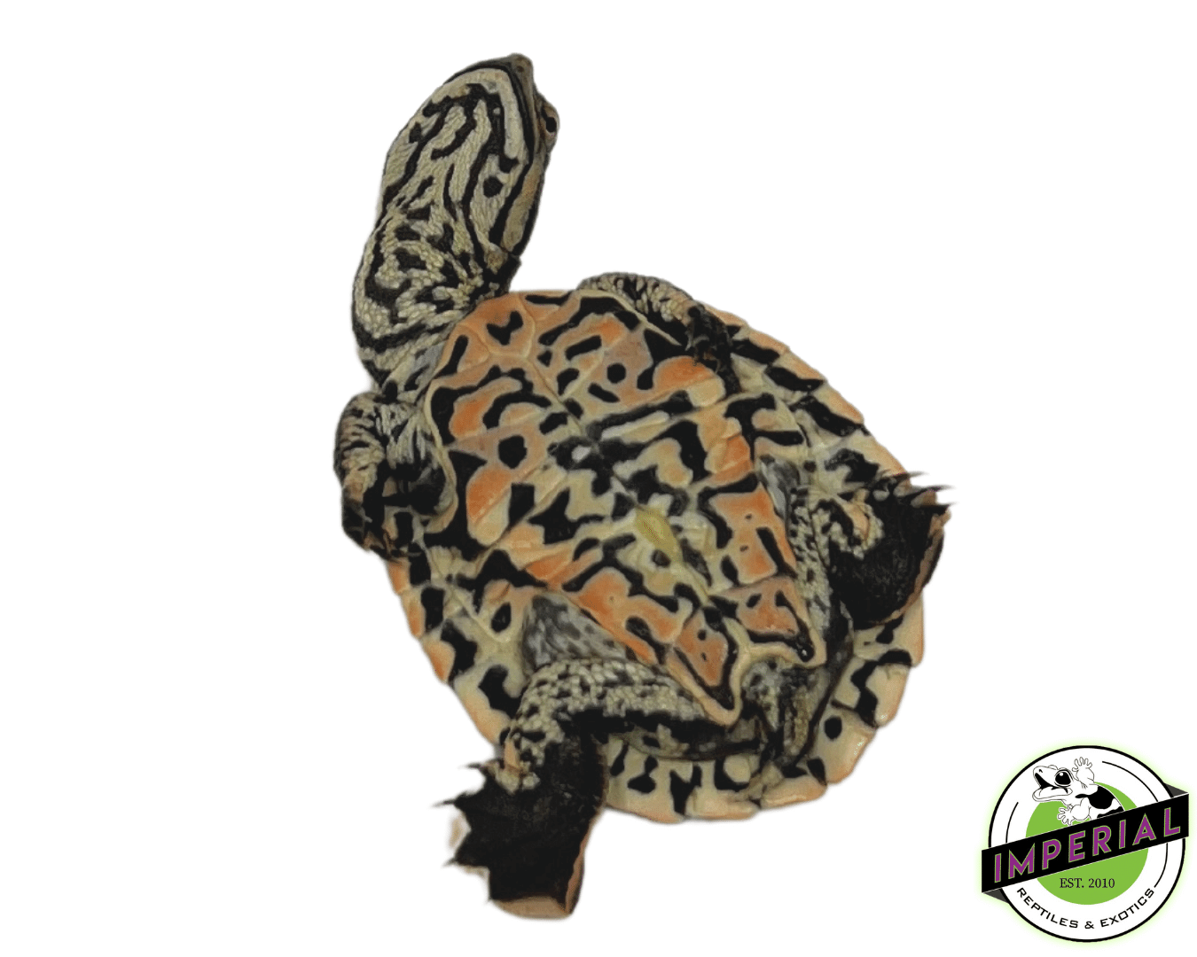 Geoffroy's Sideneck Turtle — image 2