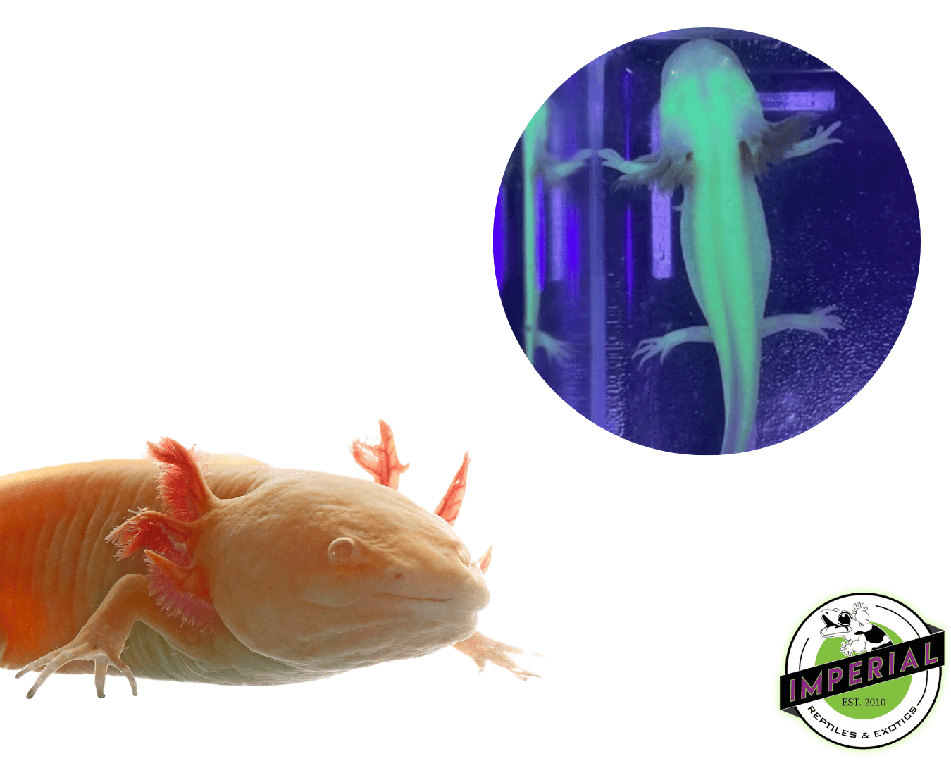 GFP Albino Axolotl (4-5")