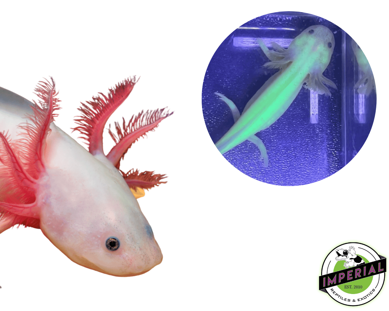 GFP Leucistic Axolotl (4-5")