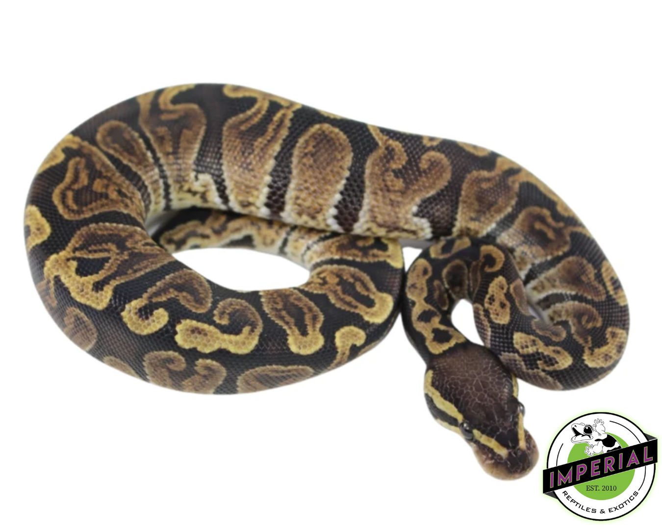 GHI Ball Python Baby — image 2