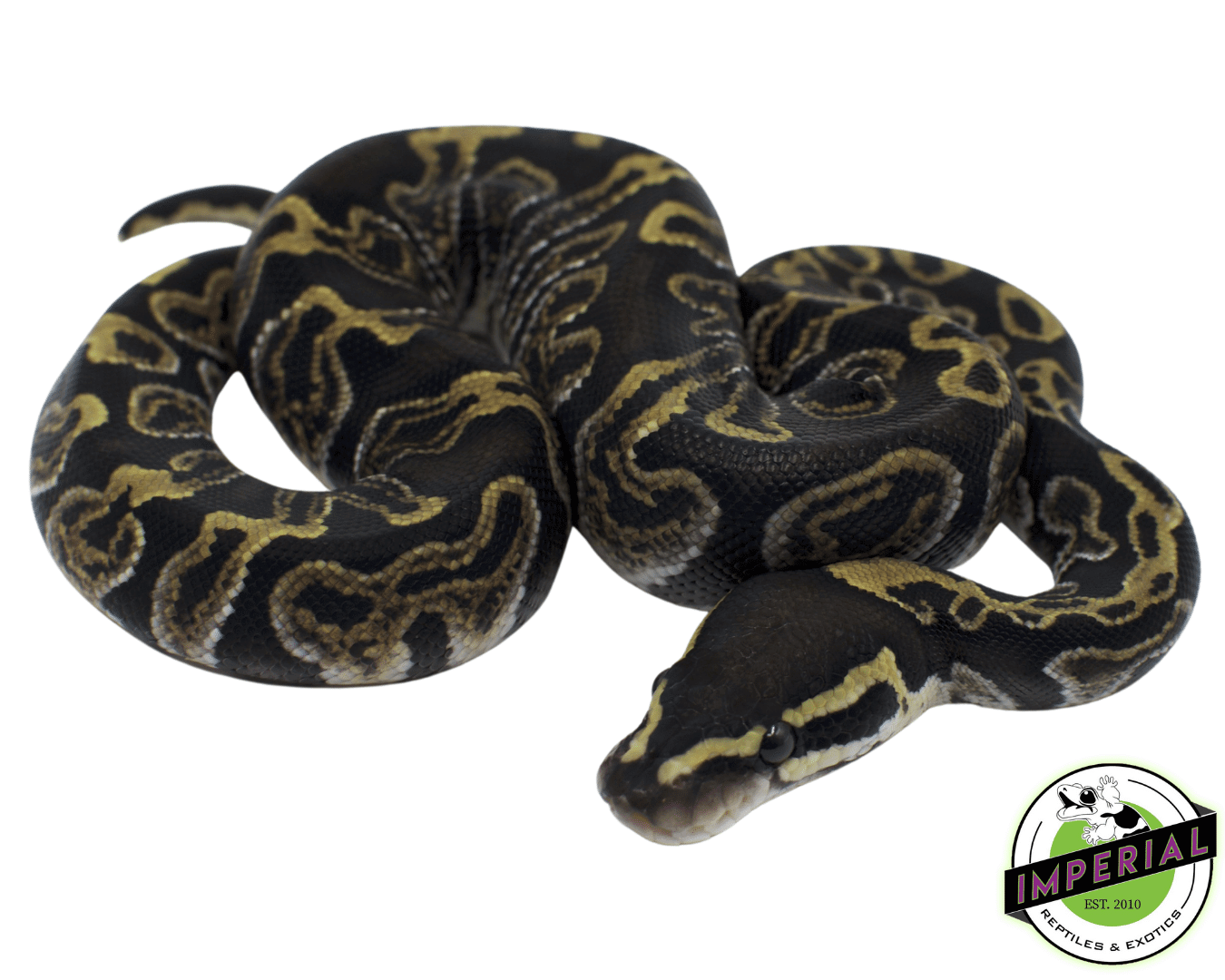 GHI Ball Python Baby