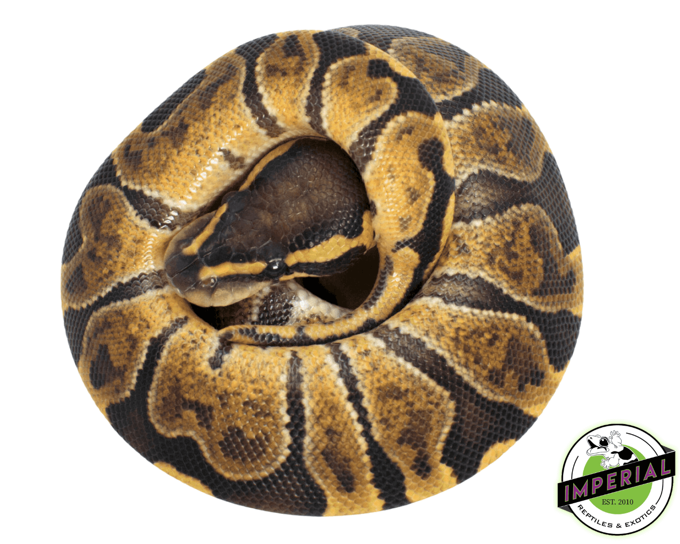 GHI Enchi Ball Python — image 2