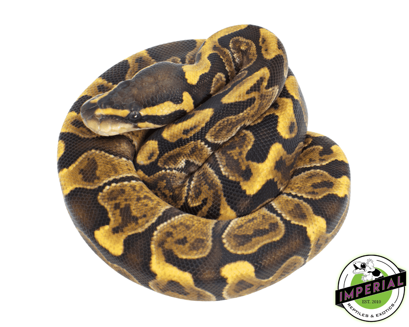 GHI Enchi Ball Python