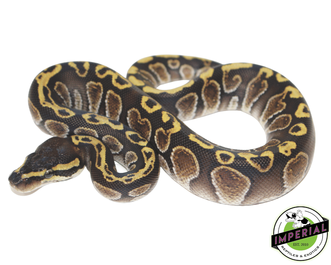 GHI Fire Ball Python Baby — image 2