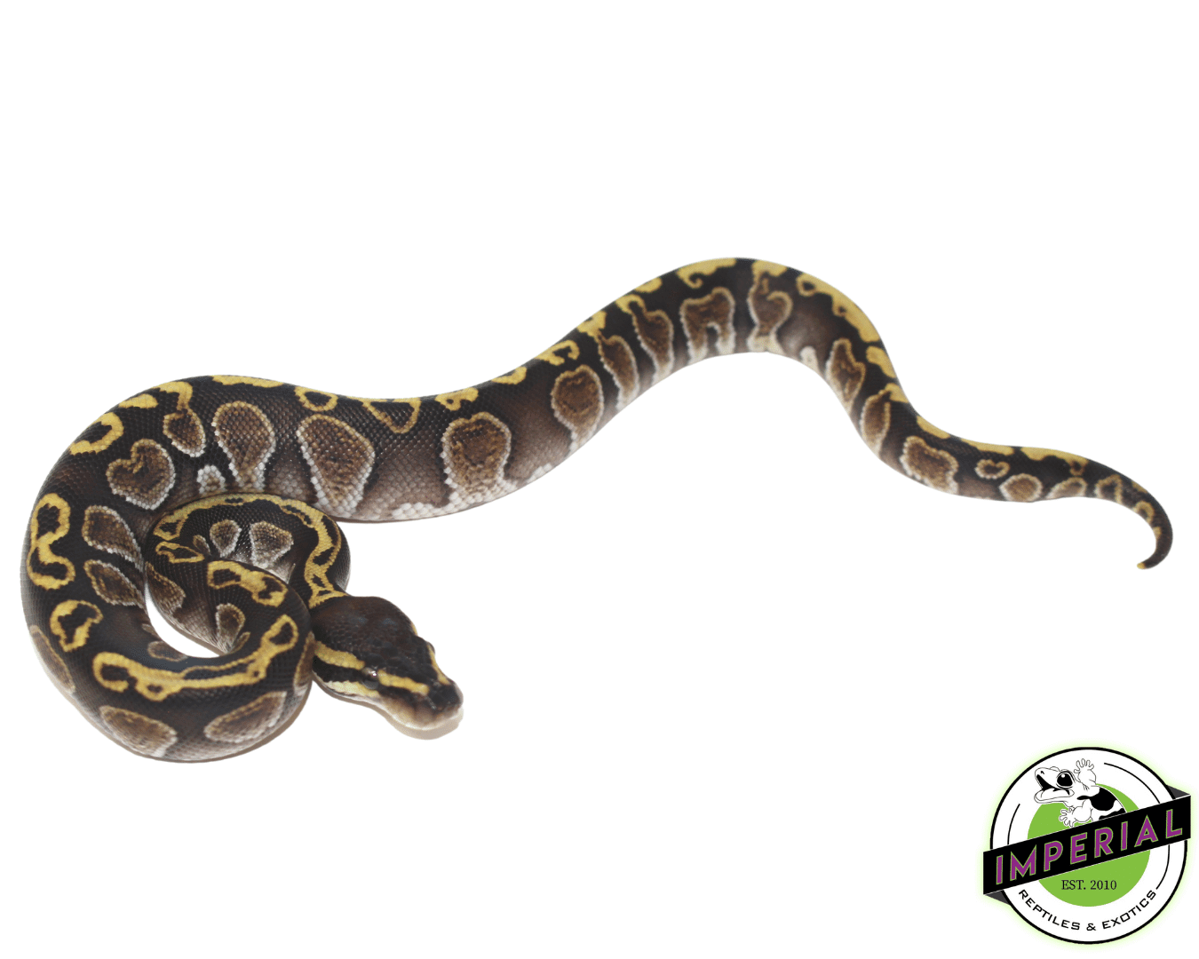 GHI Fire Ball Python Baby