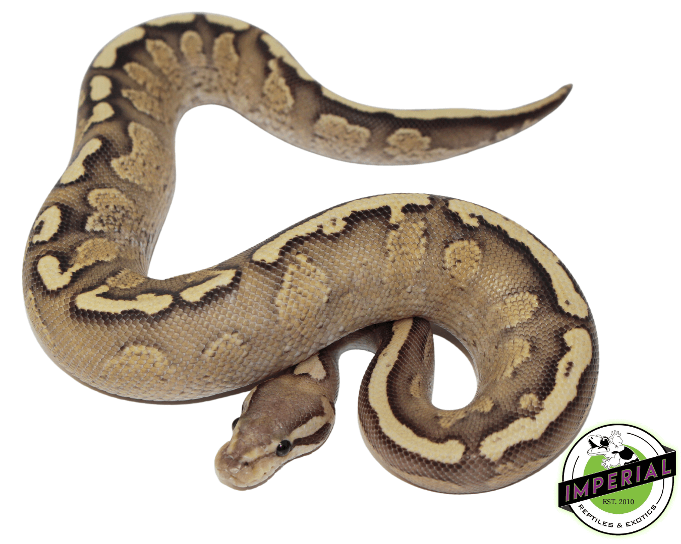 GHI Fire Spark Ball Python — image 2