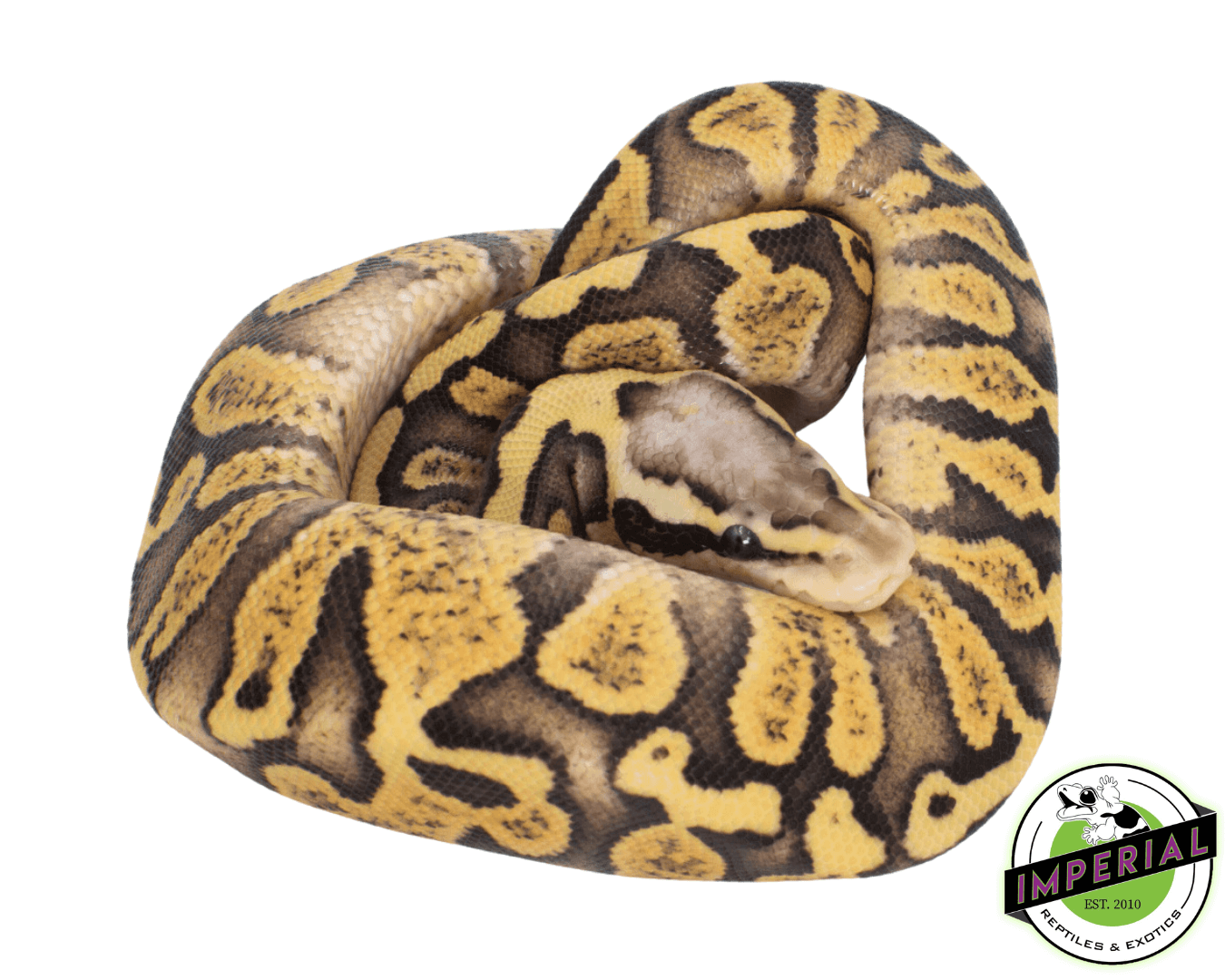 GHI Firefly Ball Python — image 2