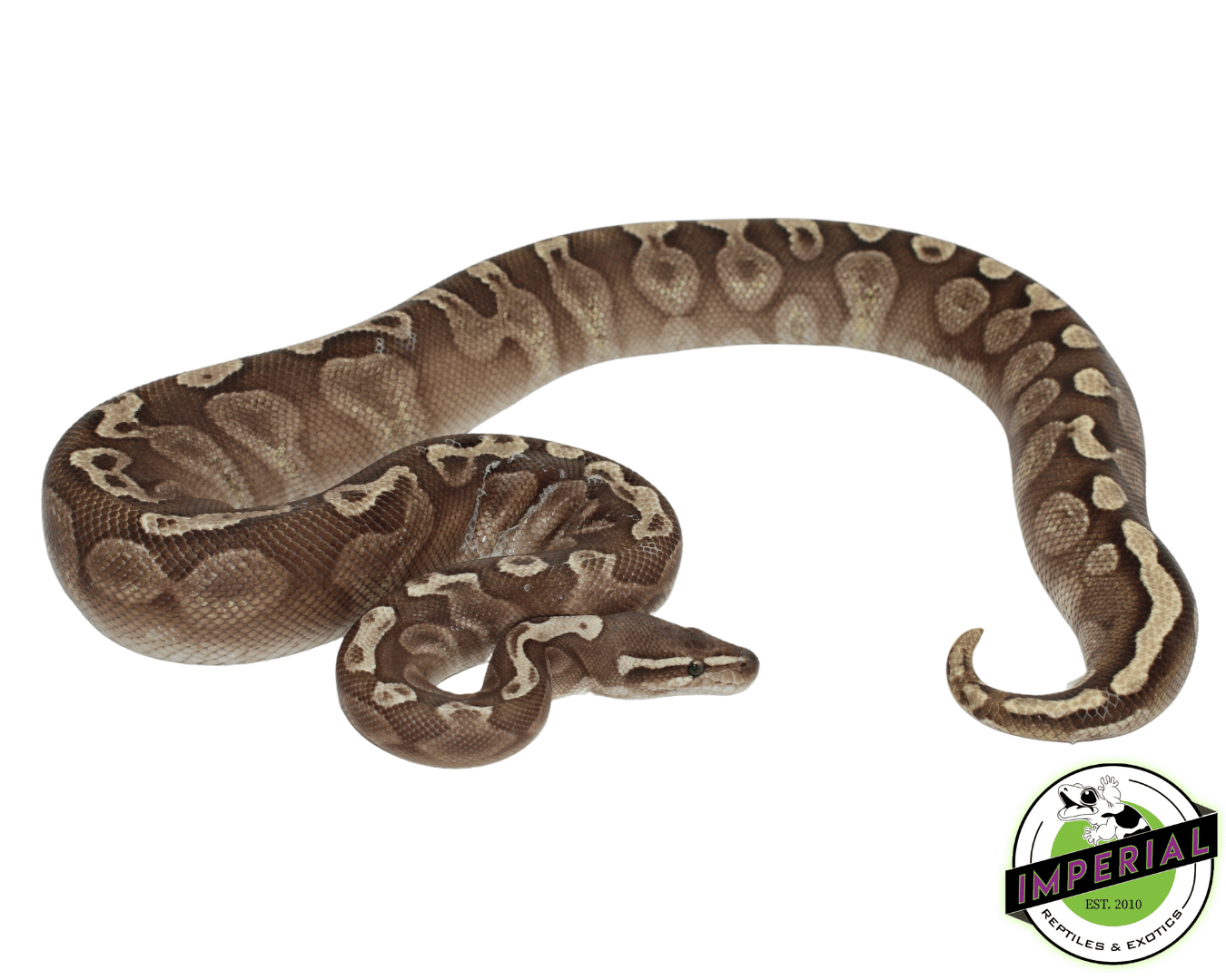 GHI Lesser Ball Python Adult Female — image 2