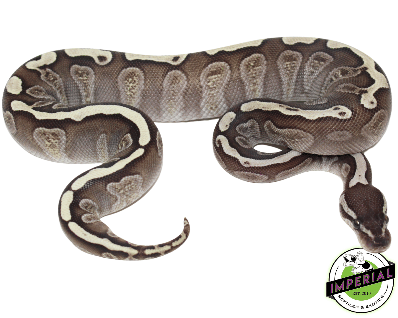 GHI Lesser Ball Python Baby